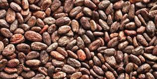 Cocoa beans used in making chocolate using small batch process.