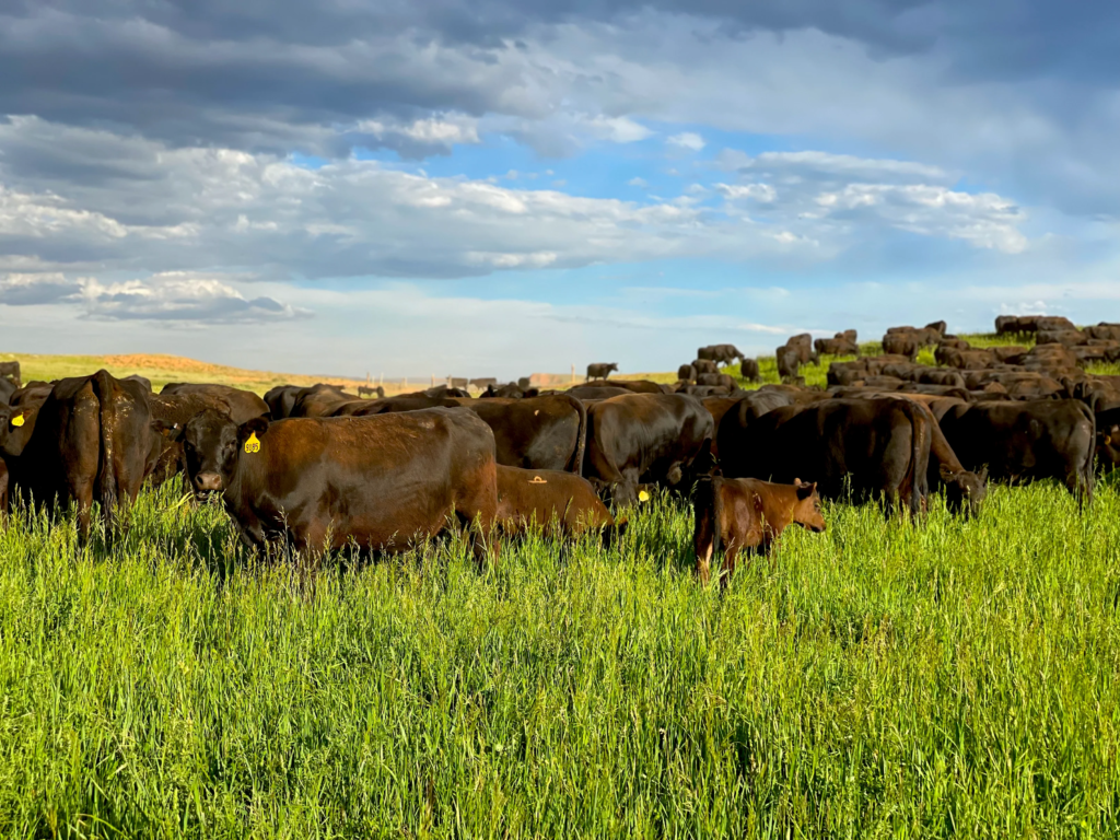 Raising the best health meat but cattle roaming vast expanses and feeding on nutrient rich grasses